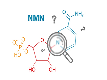 How Long For NMN To Start Working?